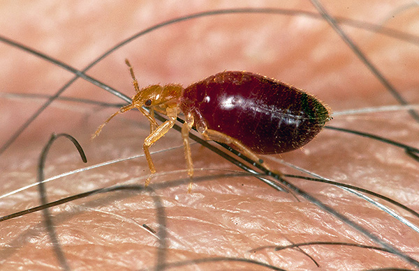 È importante impedire alle larve di cimici sopravvissute di raggiungere l'età riproduttiva.