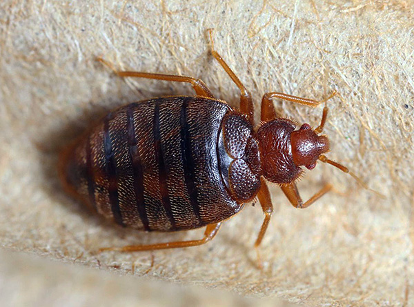 Fotografia di una cimice adulta.