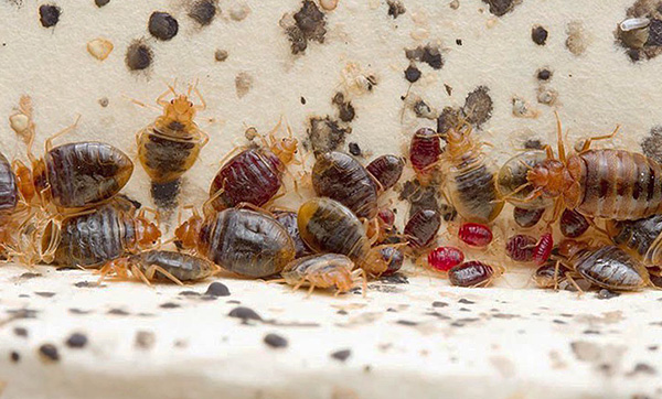 Nel nido dei parassiti si possono trovare individui sia ben nutriti che non nutriti.