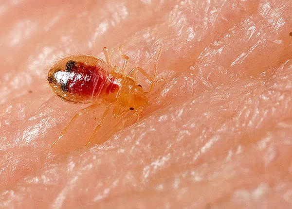 Le giovani larve hanno coperture del corpo quasi trasparenti attraverso le quali è chiaramente visibile il contenuto degli organi interni.