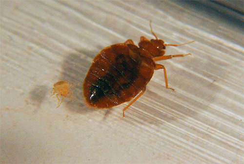 Percevejo e sua larva