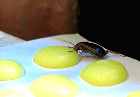 Lo scarafaggio mangia esche avvelenate
