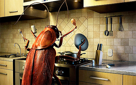 La pulizia in cucina e nell'intero appartamento è la chiave per una lotta efficace contro gli scarafaggi