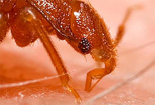Regular bedbug bites can affect a person's mental state