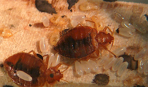 Bed bugs and their eggs