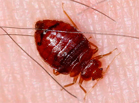 Bed bugs drink blood