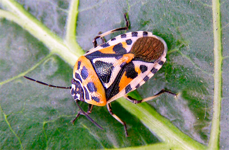 korsblommiga bugg