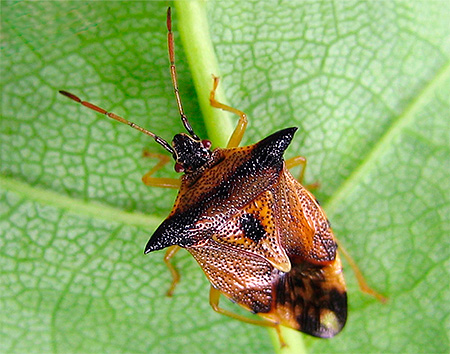 brun stinkbug