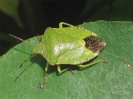 Palomena grön