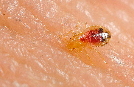 Larva ploštice, ktorá pila krv