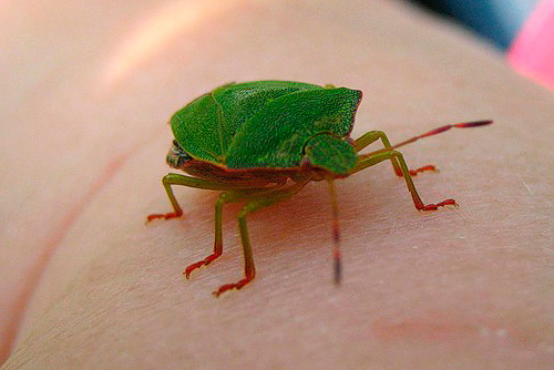 Skogskryp kan komma in i huset och fly från fara