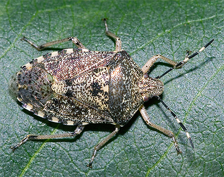 Vägglöss Raphigaster nebulosa