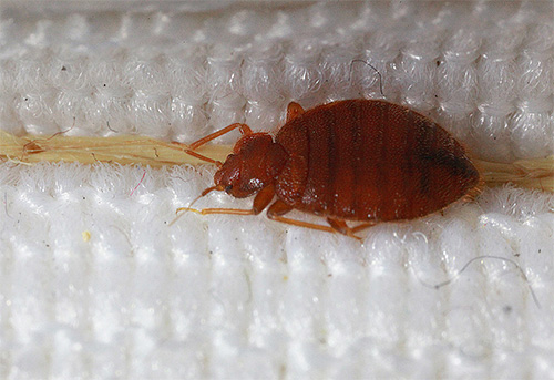 punaise de meuble