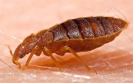 L'insecte mord une personne: photo en gros plan