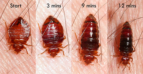 L'insecte augmente de taille à mesure qu'il se sature de sang