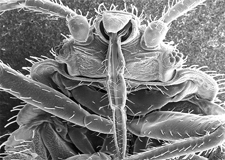 Bogue du proboscis