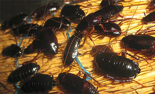 Scarafaggi neri