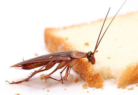È importante limitare l'accesso degli scarafaggi al cibo e all'acqua.