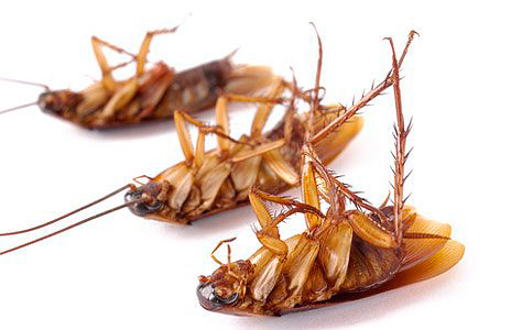 Scarafaggi morti