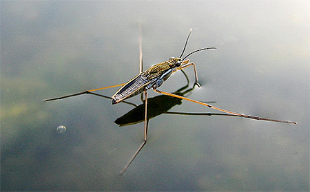 Photo d'un marcheur d'insectes aquatiques