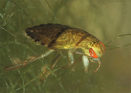 Plaute vulgaire (Hiocoris cimicoides)