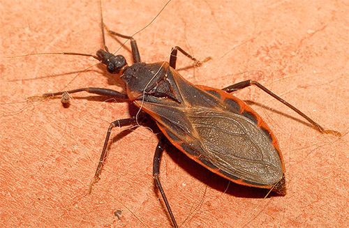Punaise prédatrice Triatom (punaise embrassant)