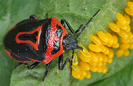 Périllus bioculatus
