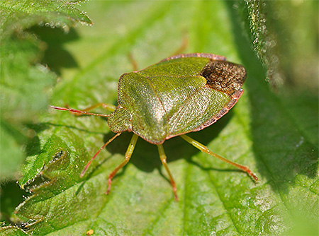 Punaise du bouclier vert, Palomena Prasina
