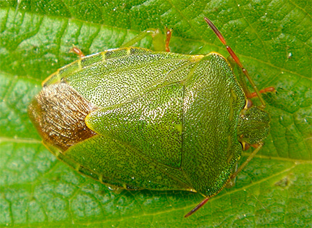 Photo de la punaise verte