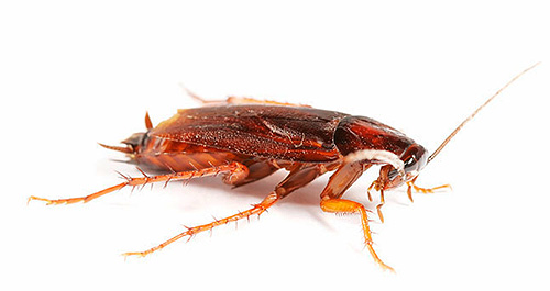 Consider 10 options for getting rid of cockroaches in an apartment