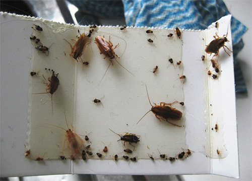Sticky cockroach trap