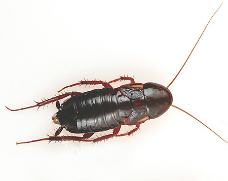 Grande blatte noire femelle