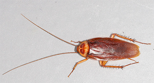 Americká periplanéta (Periplaneta americana)