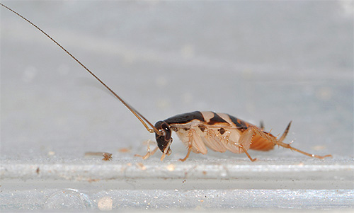 Nábytková larva švábov