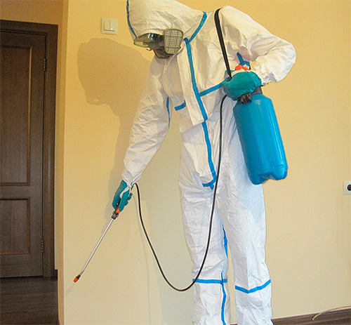 Exterminator behandlar lägenheten från insekter