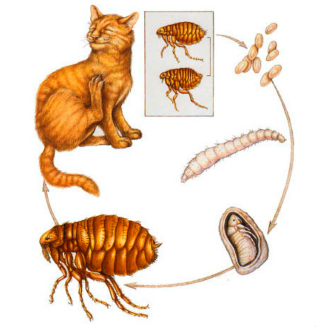 Como e com o que você pode remover pulgas de um gato