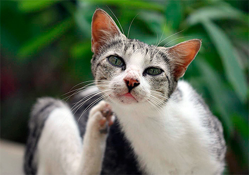 Se a gata coçar com frequência, isso pode ser um dos sinais de que ela está com pulgas.