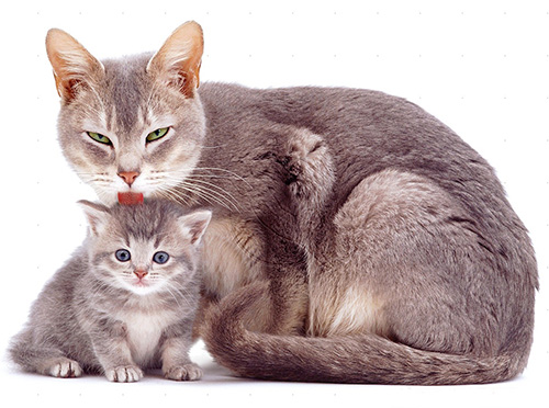 As gotas de pulgas permitem que você se livre rapidamente de parasitas em gatos e gatinhos