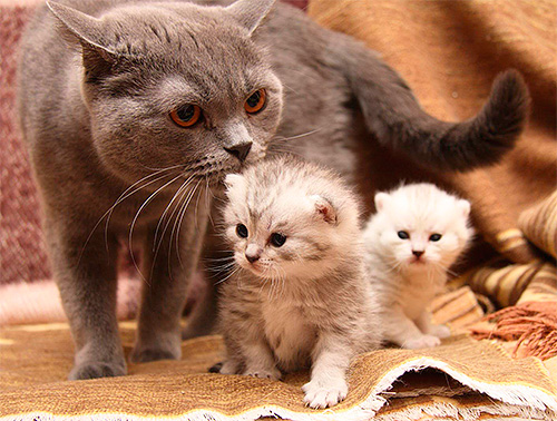 É proibido tratar os gatinhos com preparações para pulgas até que sejam desmamados da mãe.