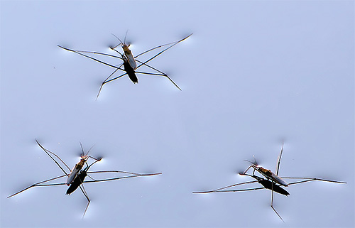 Water strider bugs