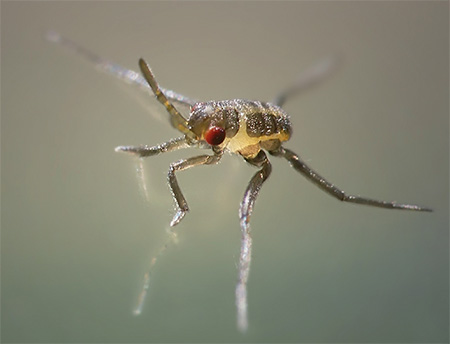 Water strider bug larva: close-up photo