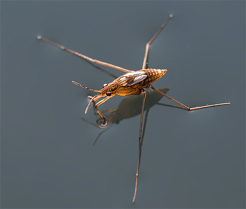 Water strider waiting for prey