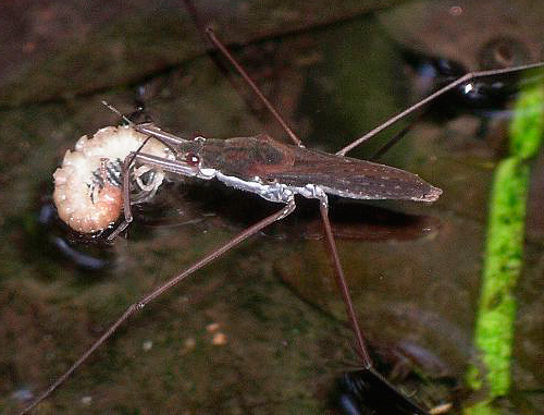 The bug holds prey with its front paws.