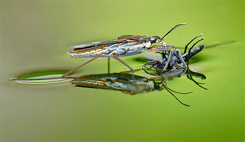 The water strider drinks the victim with the help of a proboscis