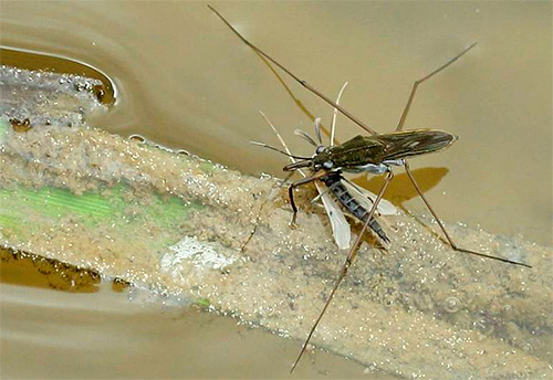 The water strider bug usually feeds on small insects.