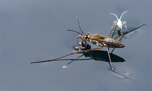 The water strider caught a fly