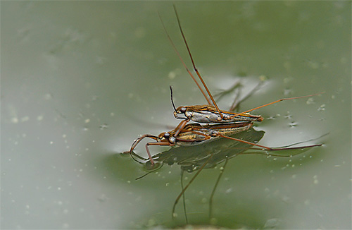 Reproduction of water strider bugs