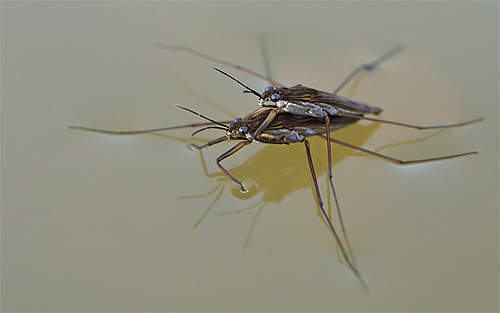 The male bug climbs on the female