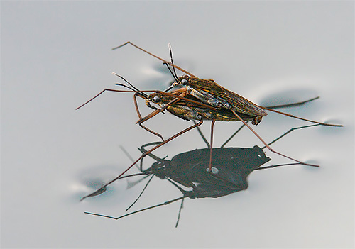 Water striders mate