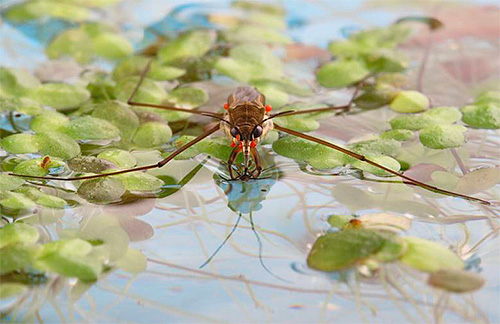 Water striders almost never bite humans.